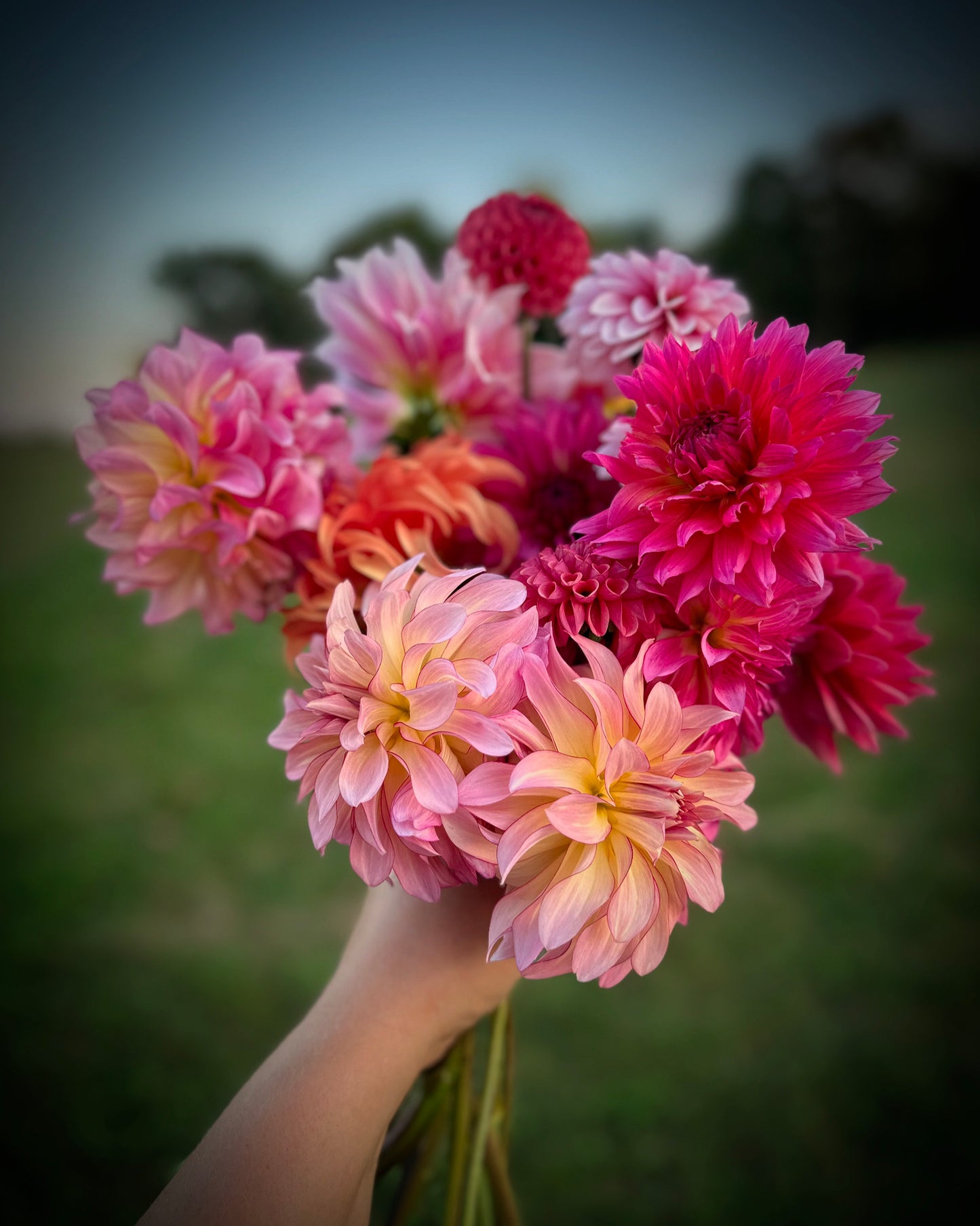 Amber Czech Memorial Scholarship Fund Dahlia Tuber Bundle