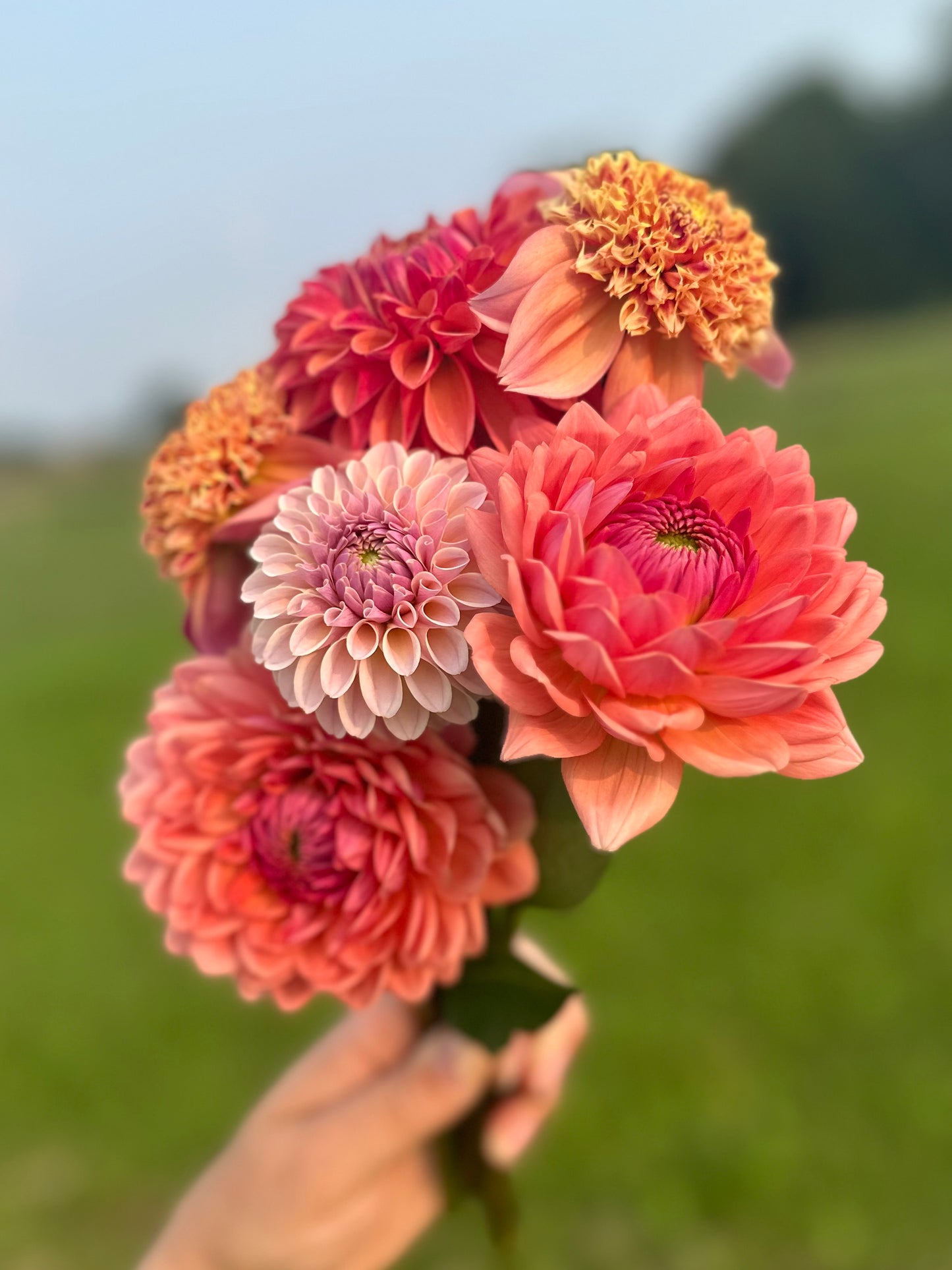 Amber Czech Memorial Scholarship Fund Dahlia Tuber Bundle