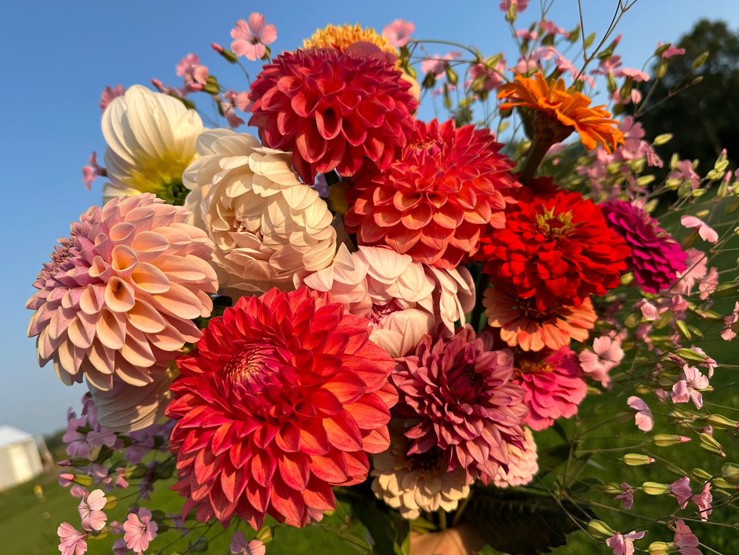 Amber Czech Memorial Scholarship Fund Dahlia Tuber Bundle