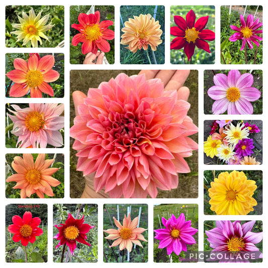 Dahlia Seeds