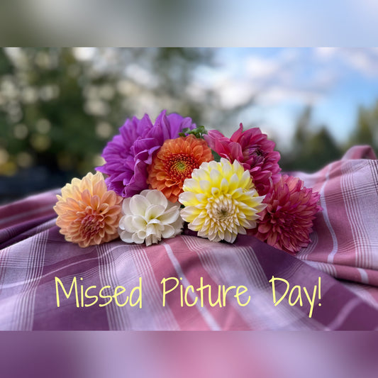 Westerton Ella Grace Dahlia Tuber
