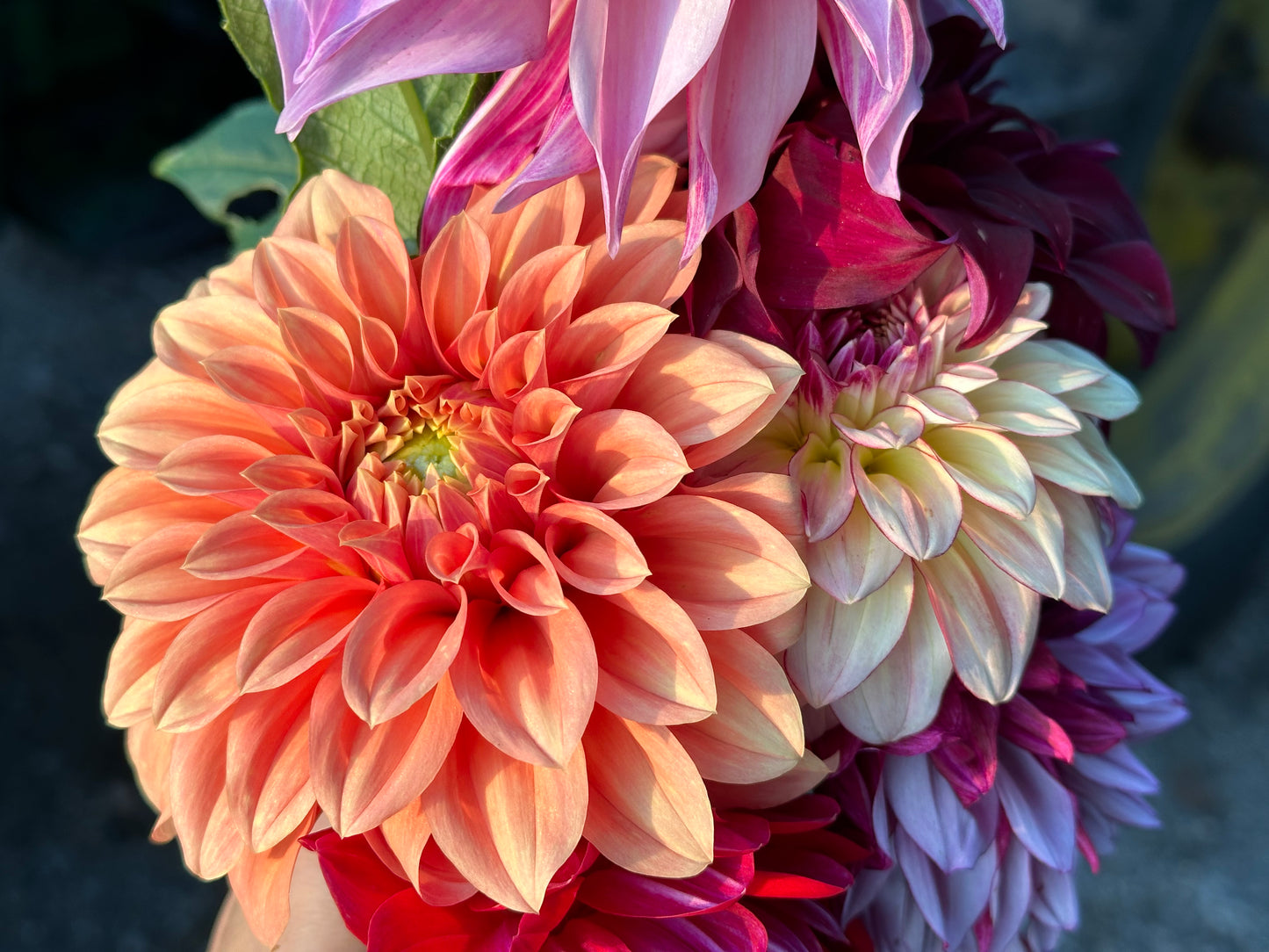 Amber Czech Memorial Scholarship Fund Dahlia Tuber Bundle